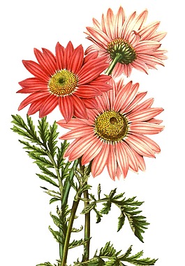 手繪粉色菊花元素