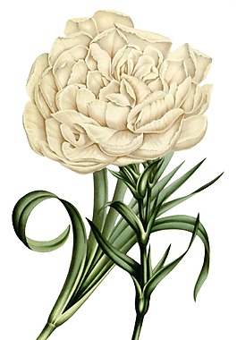 手繪白色花朵元素