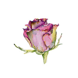 水彩繪玫瑰花蕾插畫(huà)
