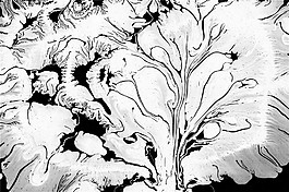 黑白樹(shù)干紋理貼圖