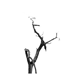 簡約樹枝元素