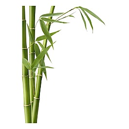 綠色竹子元素