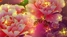 牡丹星光花卉視頻