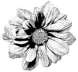 手绘花朵 菊花 太阳花