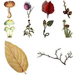 復(fù)古蘑菇插畫(huà)圖譜