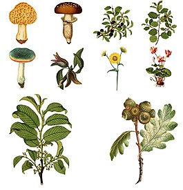 手繪復(fù)古植物插畫(huà)