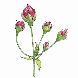 水彩繪玫瑰花蕾插畫