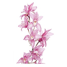 清新粉色花朵元素