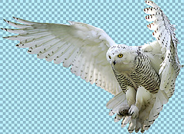 展翅飛翔的鳥圖片免摳png透明圖層素材