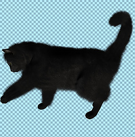 正在玩耍的黑猫图片免抠png透明图层素材