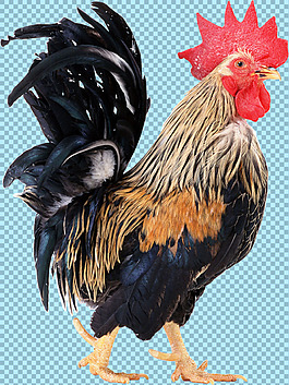 雄赳赳的公雞圖片免摳png透明圖層素材
