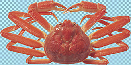 大腳螃蟹圖片免摳png透明圖層素材