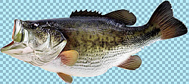 張開嘴的魚免摳png透明圖層素材