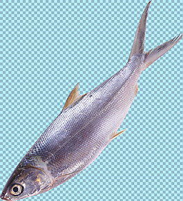 海洋魚類圖片免摳png透明圖層素材