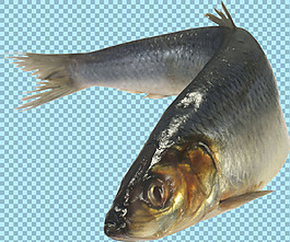 海底魚類特寫圖片免摳png透明圖層素材