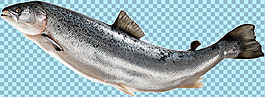 海洋魚類圖片免摳png透明圖層素材