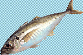 海洋魚類圖片免摳png透明圖層素材