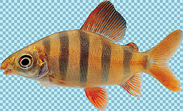 紅色有斑紋的魚類圖片免摳png透明素材