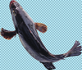 一條黑色的魚圖片免摳png透明圖層素材