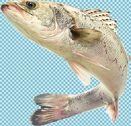 高清魚類圖片免摳png透明圖層素材
