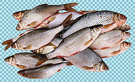 一堆新鮮的魚圖片免摳png透明圖層素材