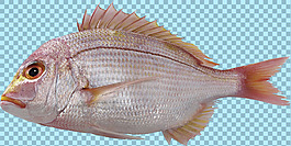 紅色調(diào)大眼睛魚圖片免摳png透明圖層素材