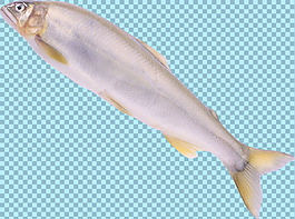 銀色海洋魚(yú)類(lèi)圖片免摳png透明圖層素材