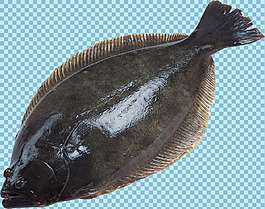 深色魚類圖片免摳png透明圖層素材
