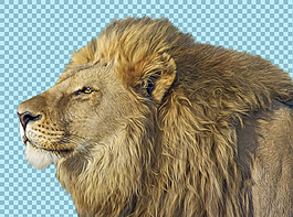 閉幕養神的獅子免摳png透明圖層素材