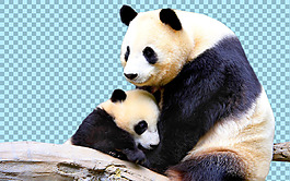 可愛熊貓母子免摳png透明圖層素材