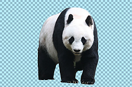 慢吞吞的熊貓免摳png透明圖層素材