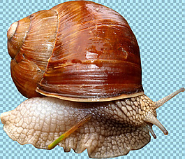 躲殼里的蝸牛免摳png透明圖層素材