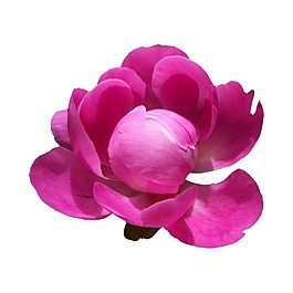 玫瑰花瓣花朵元素