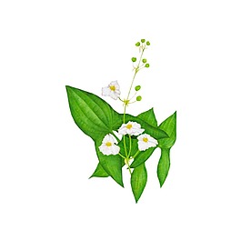 手繪綠葉花朵元素