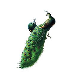 绿色孔雀开屏元素