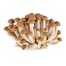 單個(gè)小蘑菇菌類元素