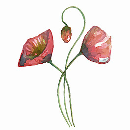 紅色水彩虞美人插畫
