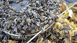 实拍蜂巢蜜蜂视频