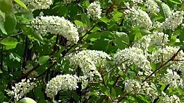 白色花朵視頻設(shè)計(jì)