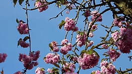 粉色盛開的花朵視頻