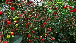紅綠果子視頻素材