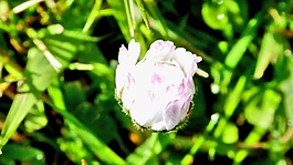 實拍花苞視頻素材