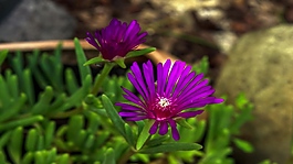 紫色花卉花朵視頻