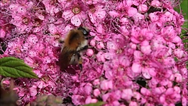 蜜蜂花朵采蜜视频
