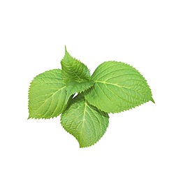 清新薄荷樹葉元素