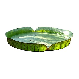 清新綠葉圓形元素