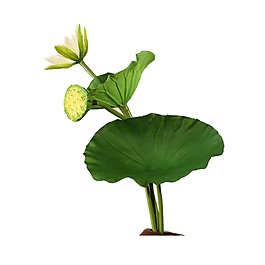 手繪荷葉蓮蓬元素