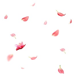 浪漫粉色花瓣元素