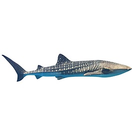 海洋生物大鯊魚元素