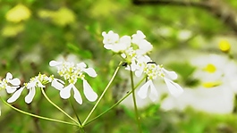 白色花瓣視頻素材